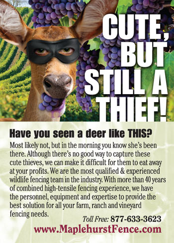 Grapevine Ad
